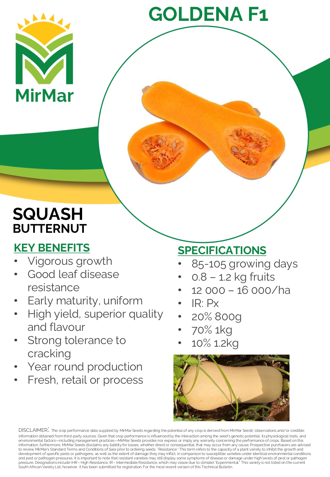 Butternut - Goldena_page-0001