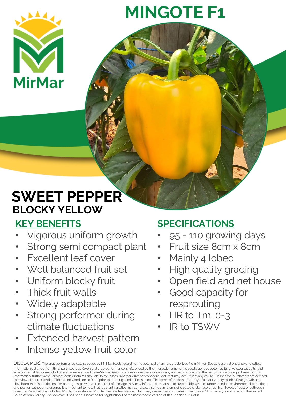 Pepper Sweet Blocky - Mingote - Green to Yellow_page-0001