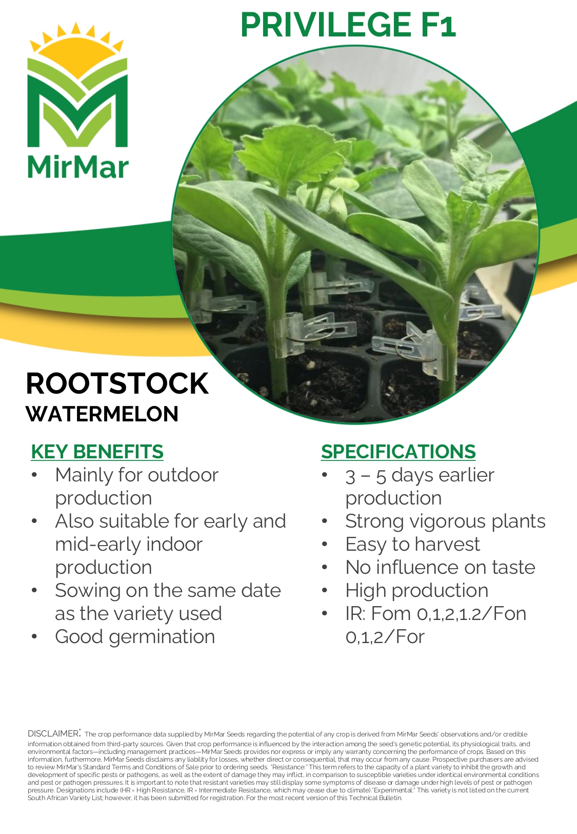 Rootstock - Watermelon - Privilege_page-0001